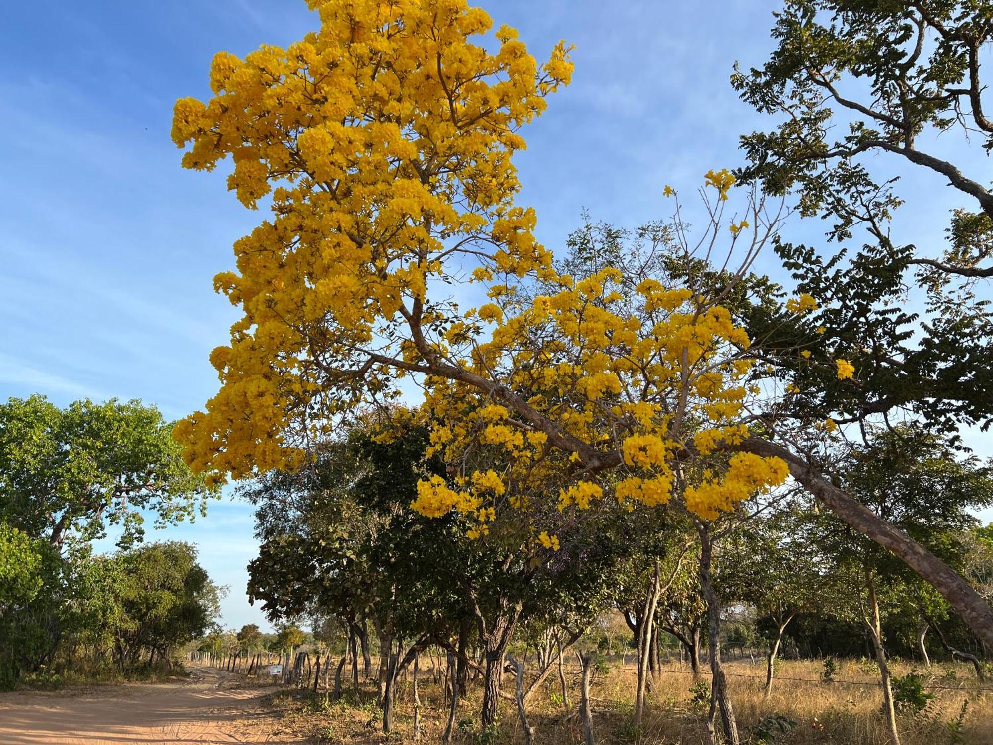 Fervedouro E Pousada Por Enquanto Sao Felix do Tocantins Luaran gambar